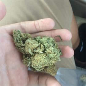 aloha punch strain information