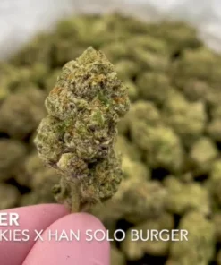 cali burger strain