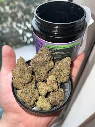 purple milk strain
