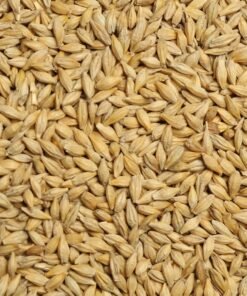 barley seeds