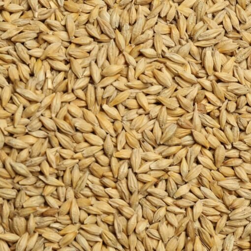 barley seeds