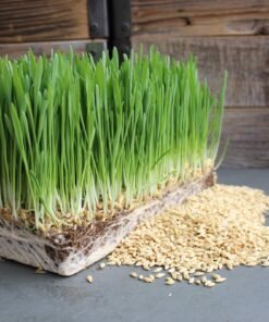 hulless barley