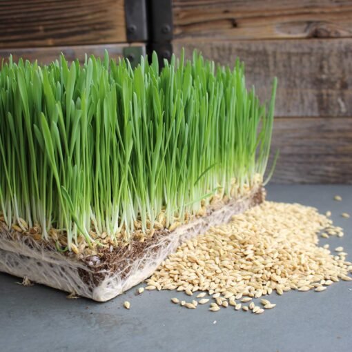 hulless barley