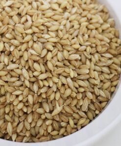 hulless barley