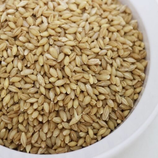 hulless barley
