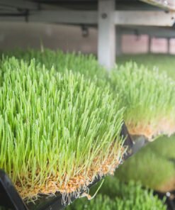 hulless barley