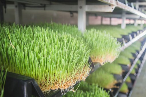 hulless barley