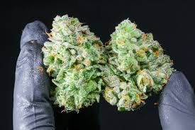 giraffe puzzy strain