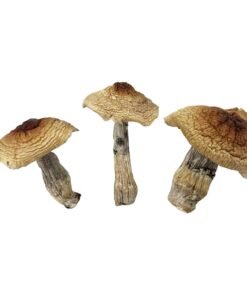 HillBillies Mushrooms