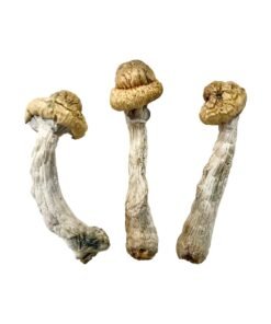 Penis Envy Mushrooms